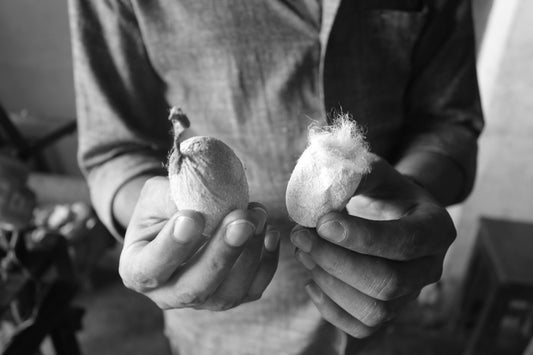 Black and white up close photograph of a man holding two silkworm cocoons. 